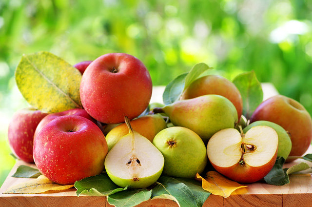 Как подкармливать яблони и груши - Новости и статьи о сельском хозяйстве
