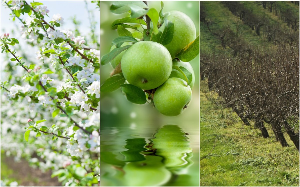 Как подкармливать яблони и груши - Новости и статьи о сельском хозяйстве