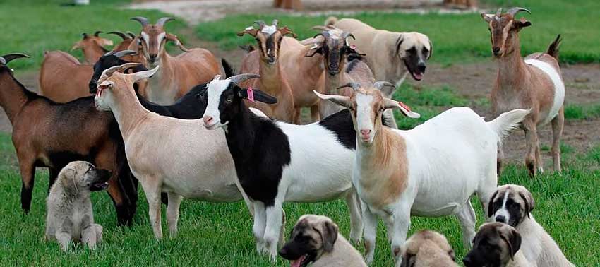 Лучшие породы молочных коз - Новости и ��татьи о сельском хозяйстве