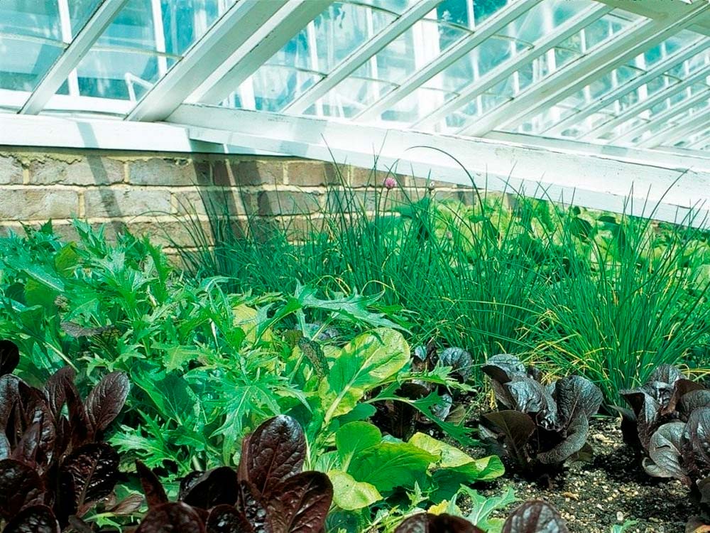 Выращивание салата в теплице зимой - Новости и статьи о сельском хозяйстве